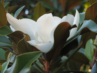 magnolia