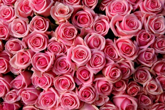 pink roses