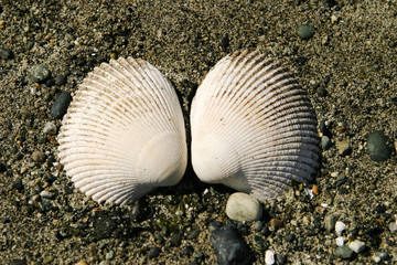 two clam shells