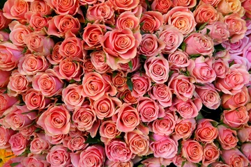 Photo sur Plexiglas Roses plus de roses roses
