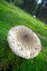 parasol mushroom