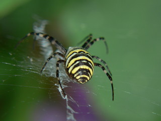 spider