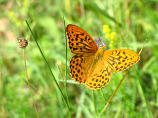 beautiful butterfly