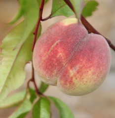 ripening peach