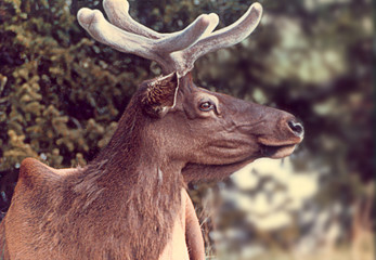 elk in velvet