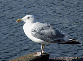 möve 1