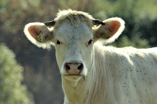 bull