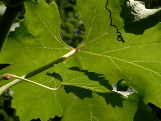grapes  leaves