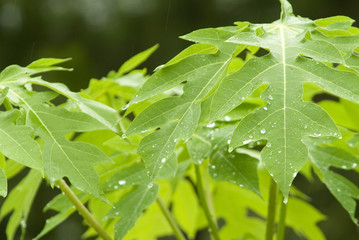 green leafs with large rain drops