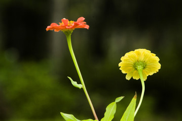Obraz premium yellow and red flowers in the rain