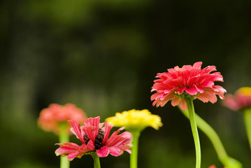 red flowers in the rain