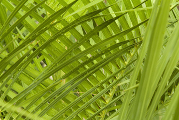 palmetto palm tree leaves