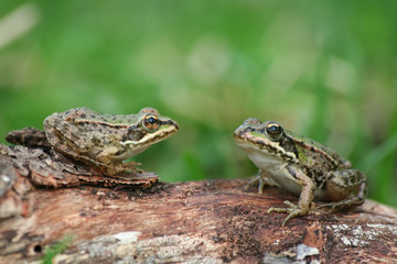 two frogs