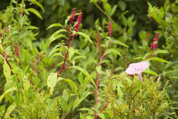 pink flower in freshwter swamp