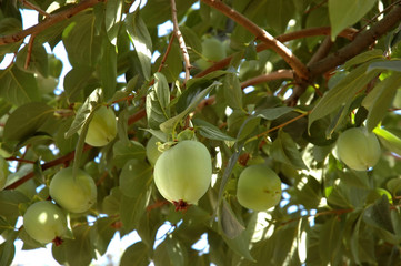 over-laden fruit tree