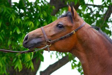 halter horse