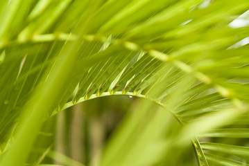 Fototapeta na wymiar wet palm tree frond and leaves