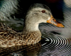 swimming duck