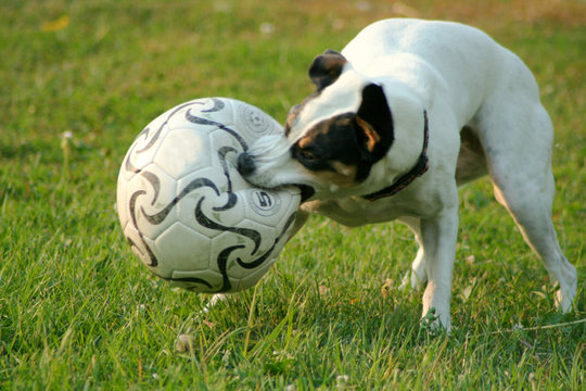 soccer dawg 3