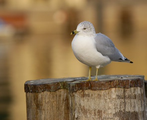 seagull sitting on the pier