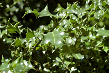 holly tree