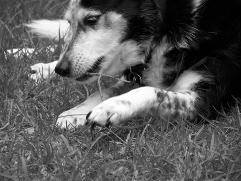 tess 4,  blue heeler/kelpie gardening