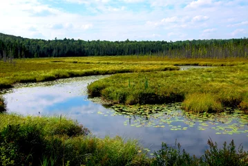 Zelfklevend Fotobehang wetlands © Elenathewise