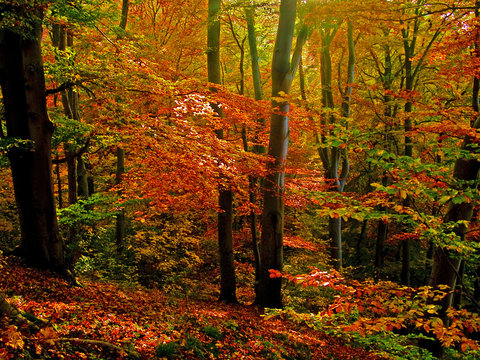 herbstlich