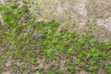 moss on wall