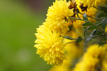 chrysanthemum