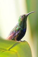 hummingbird