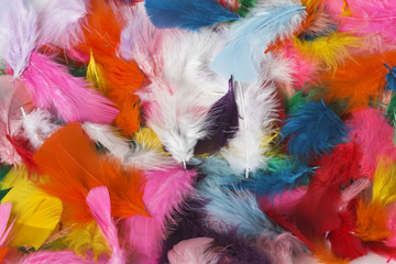 feathers