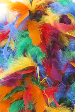 feathers