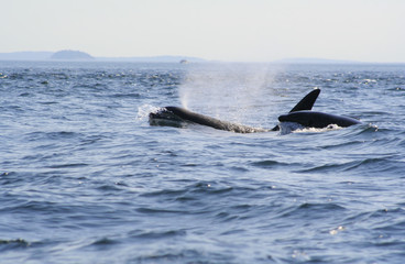 Fototapeta premium breaching orcas