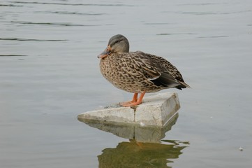 duck
