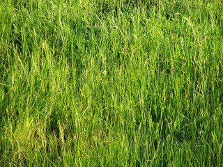 grass