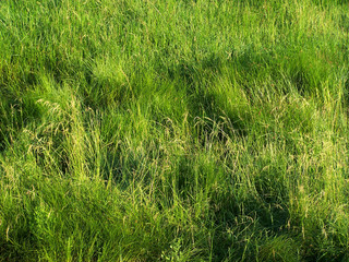 grass