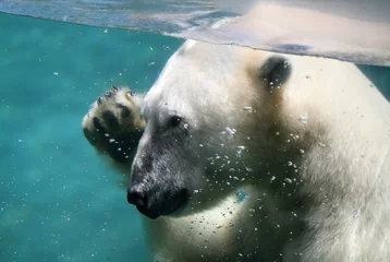 Foto op Canvas ijsbeer zwaaien © Stephen Coburn
