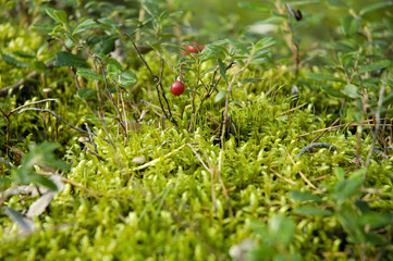 cranberry in forest