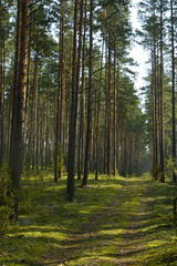 coniferous wood landscape