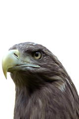 sea hawk