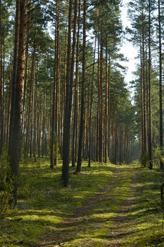 coniferous wood landscape © Denis Tabler