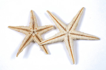 Fototapeta na wymiar étoile de mer - starfish