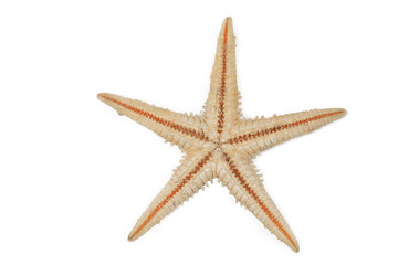 Fototapeta na wymiar étoile de mer - starfish