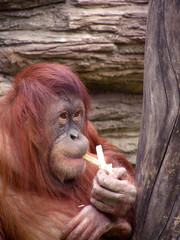 smoking orangutan  monkey