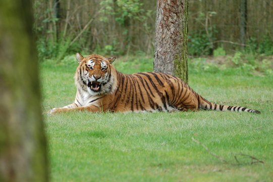 Fototapeta tiger