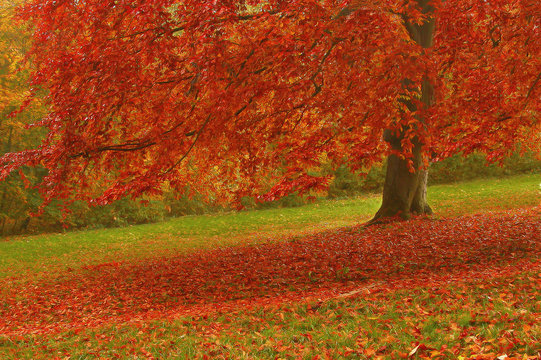 blutbuche im herbst