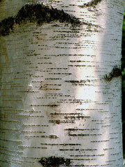 Obraz premium birch bark