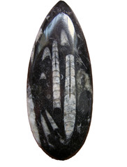 fossil