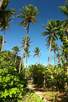 aimg_0277 palm trees